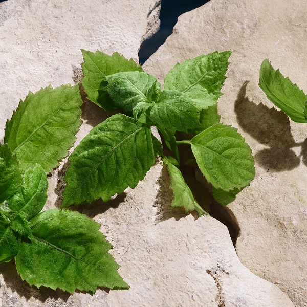 Lifestyle shot of patchouli leaves